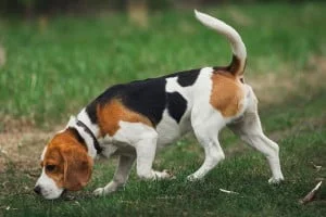 Beagle hunting dog