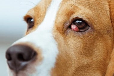 Beagle cherry eye