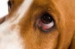 Conjunctivitis pink-eye issues in beagles